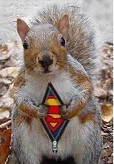 super squirrel